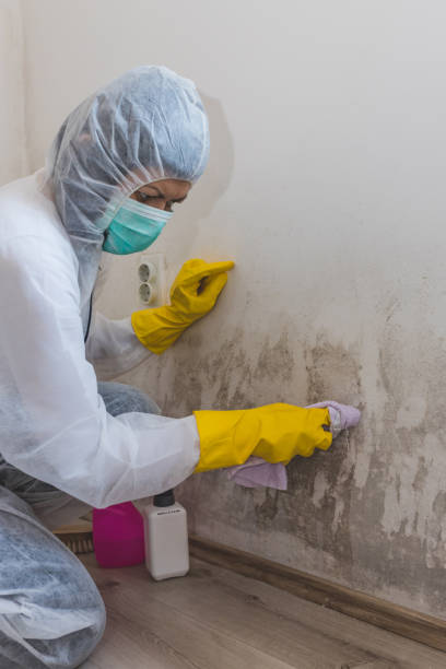 Best Attic Mold Removal  in Waurika, OK