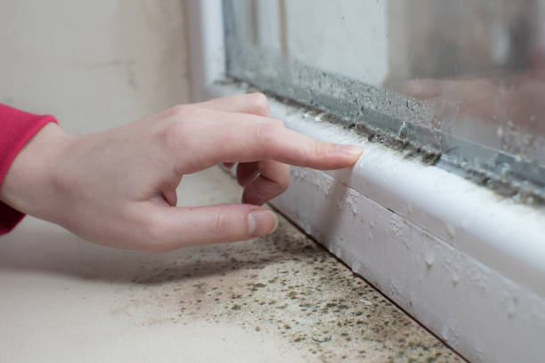 Best Mold Damage Restoration  in Waurika, OK