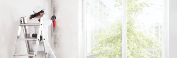 Best Black Mold Removal  in Waurika, OK